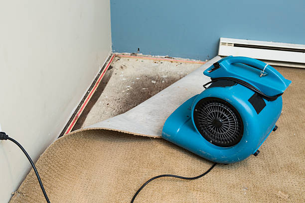 Best Water damage cleanup near me  in Williston Park, NY